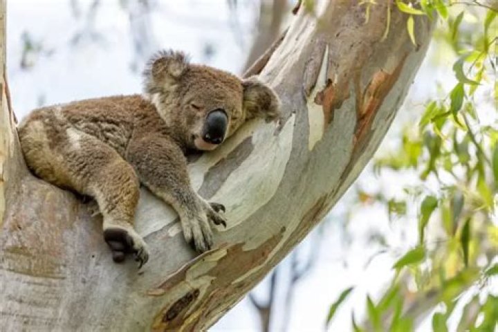 Is there koalas in tasmania?