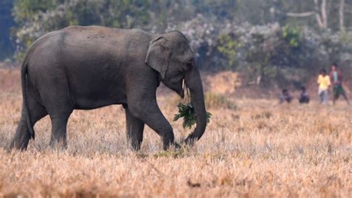 
One dead, five injured in wild elephant attack in Assam 