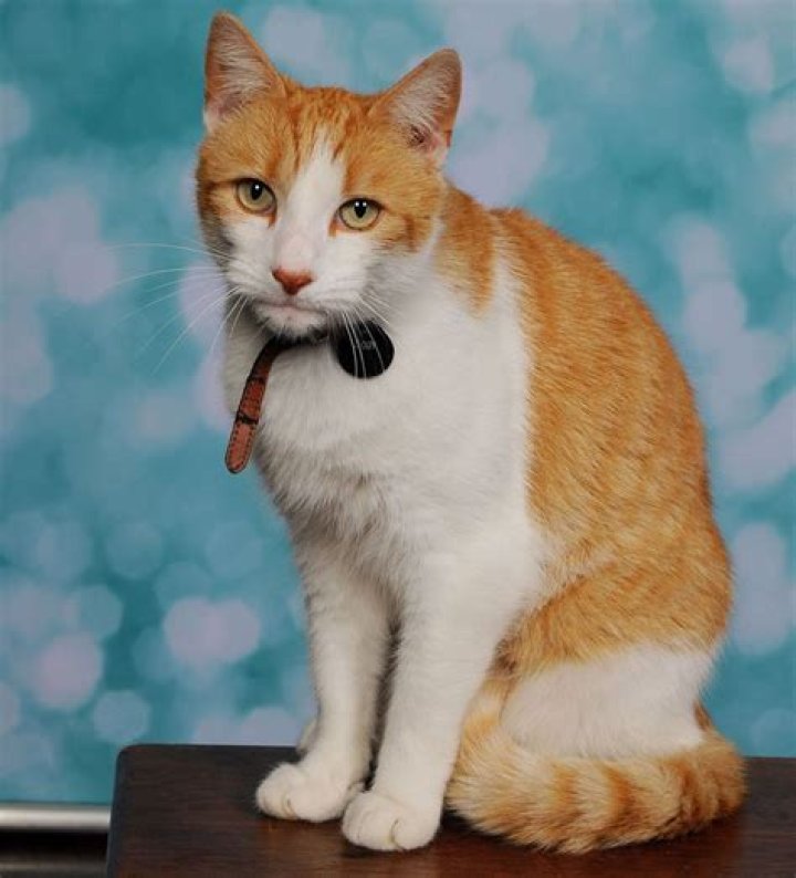 
Schoolgirls’ Family Cat Sneakily Poses for School Portrait: ‘He Thinks He’s a Pupil’ 