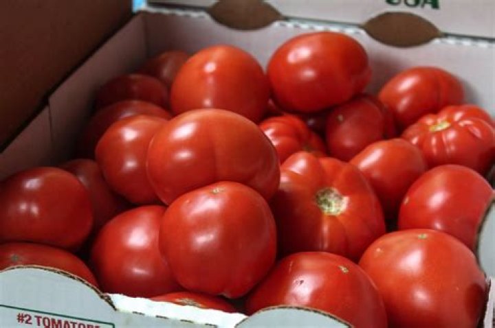 Should fresh picked tomatoes be refrigerated?
