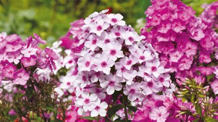 Should i cut back phlox after flowering?
