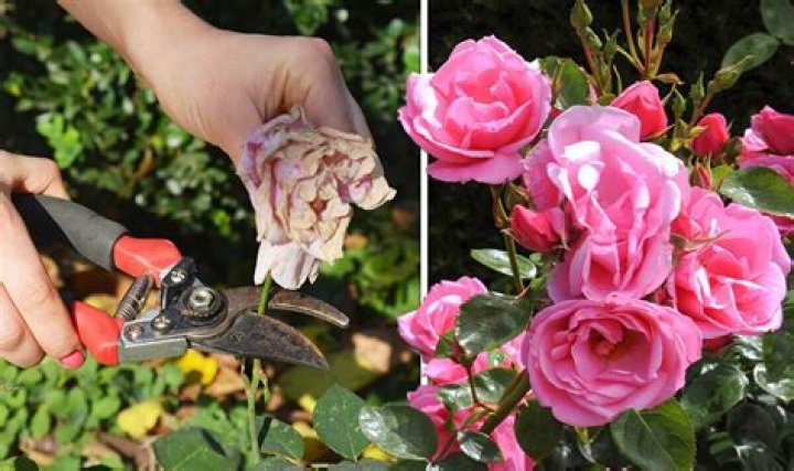 Should i cut off old rose blooms?