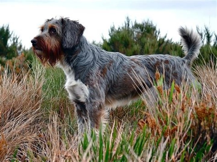 Should i get a wirehaired pointing griffon?