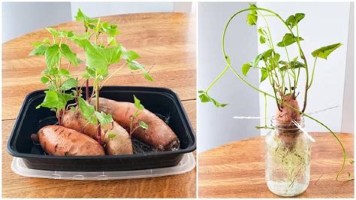 Should i water growing potatoes?