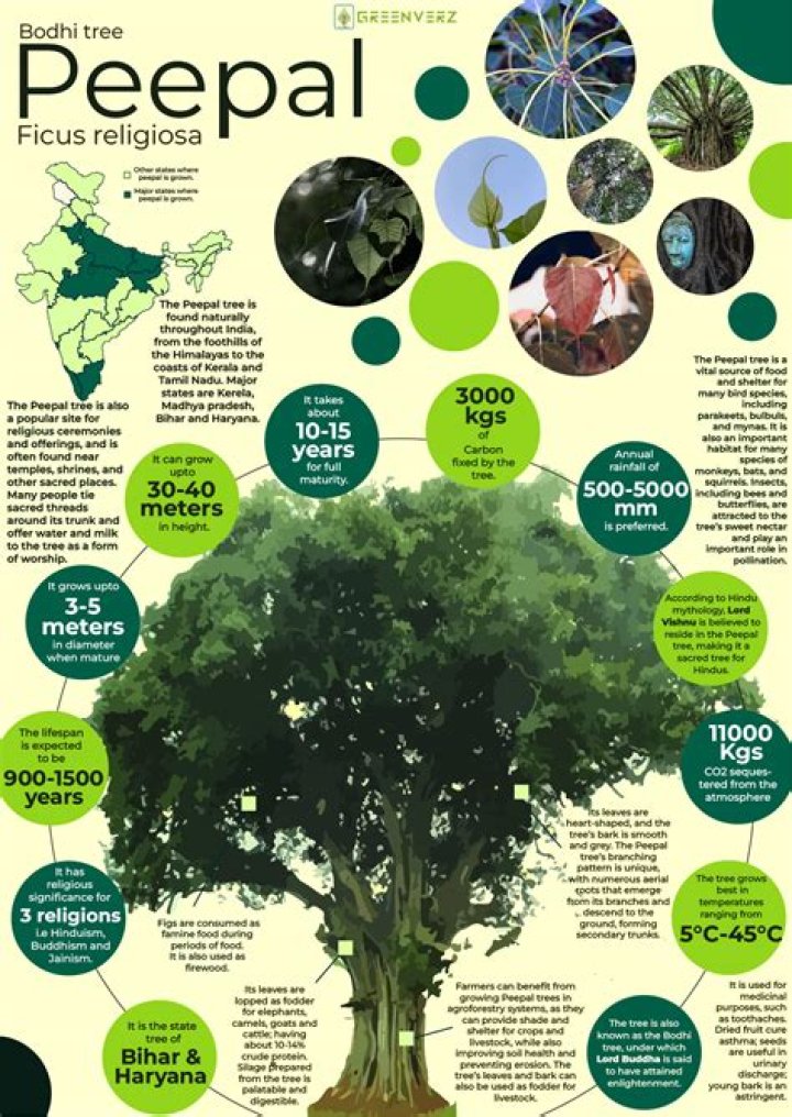 Should we plant peepal tree at home?