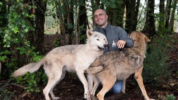 Should wolves be reintroduced?