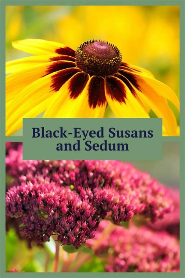 Should you deadhead black eyed susans?