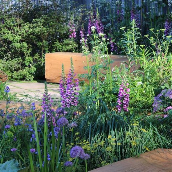 Should you deadhead larkspur?