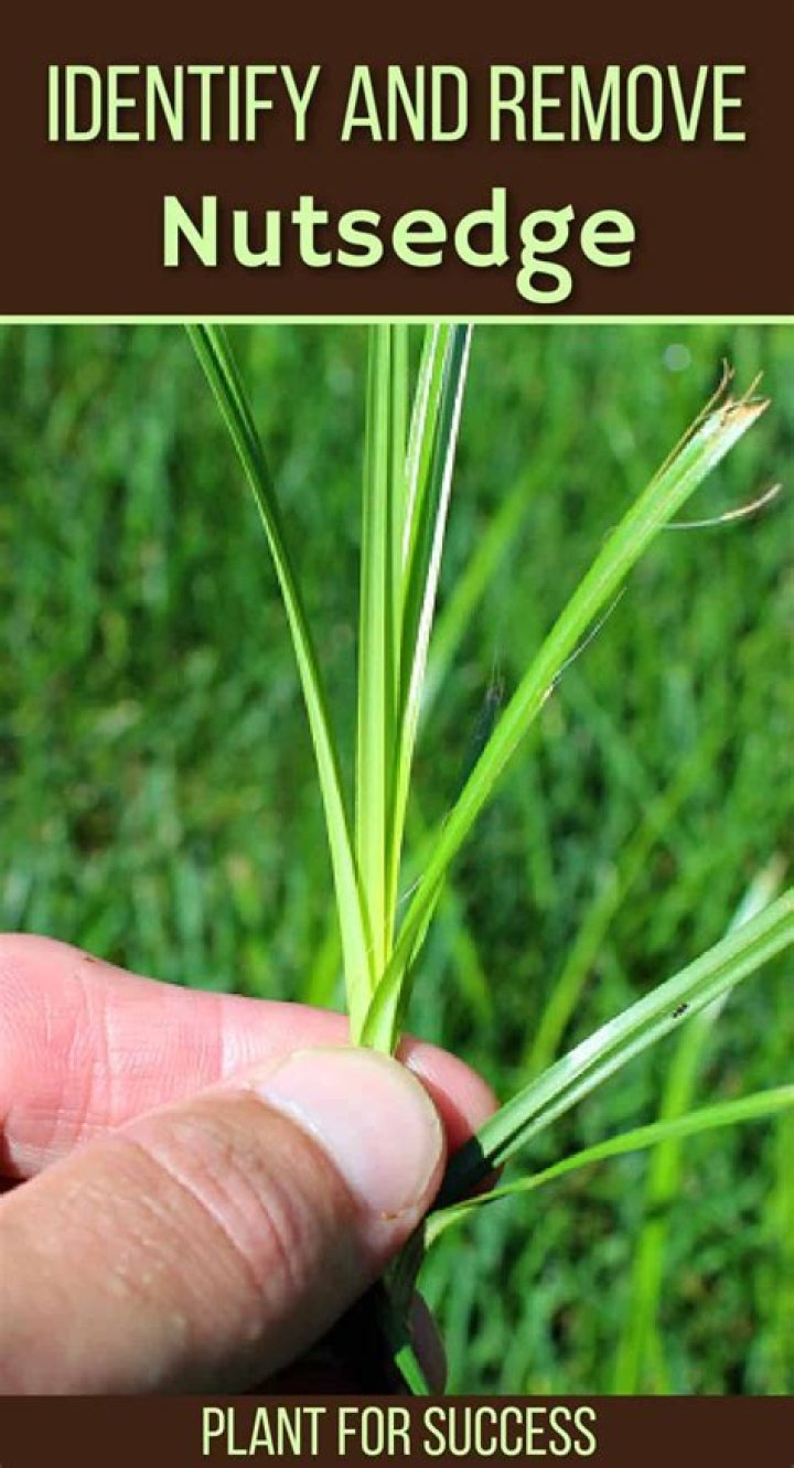 Should you pull out nutsedge?