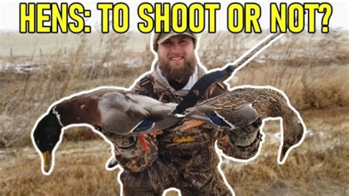 Should you shoot hen ducks?