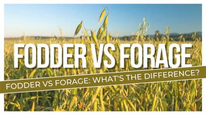 Was does forage mean?
