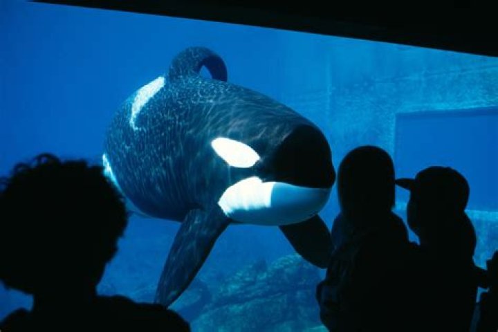 Was keiko the whale set free?