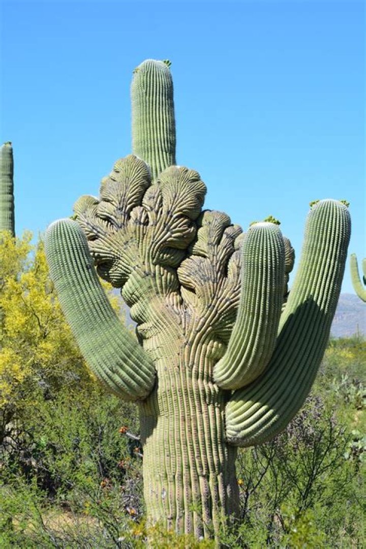 Was the sonoran desert an ocean?