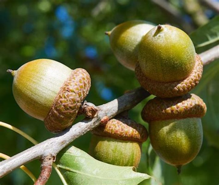 Were do acorns come from?