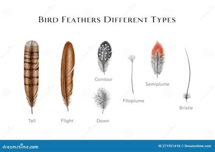 What are filoplume feathers used for?