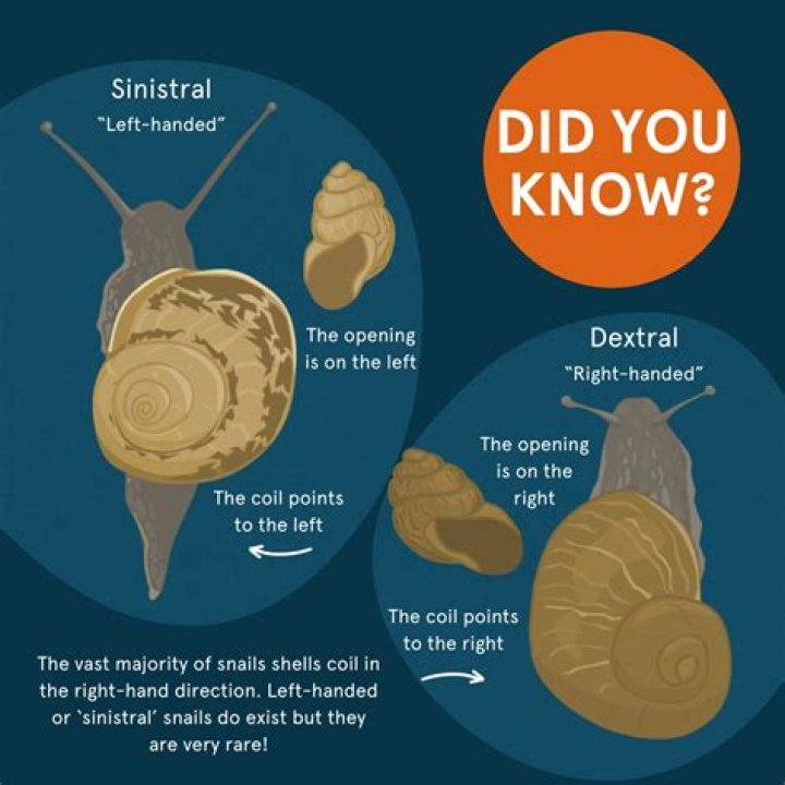 What are sinistral and dextral?