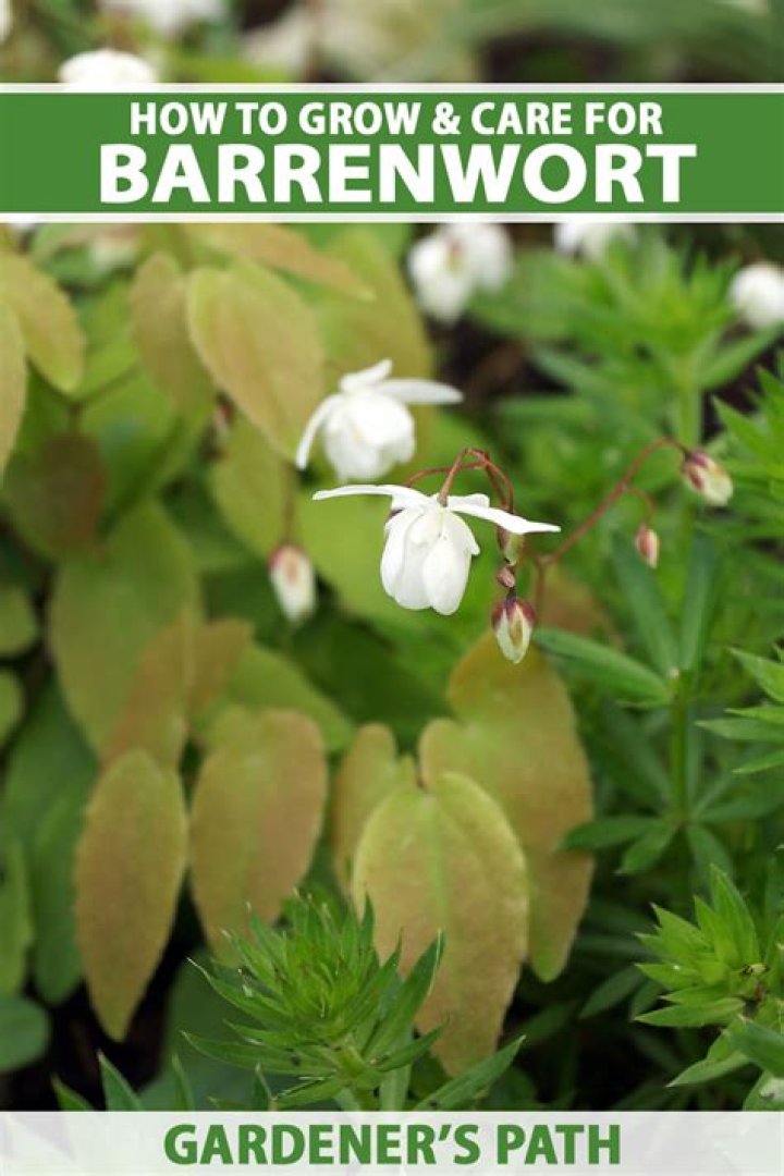 What are the benefits of barrenwort?