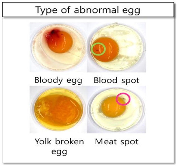 What causes a rotten egg?