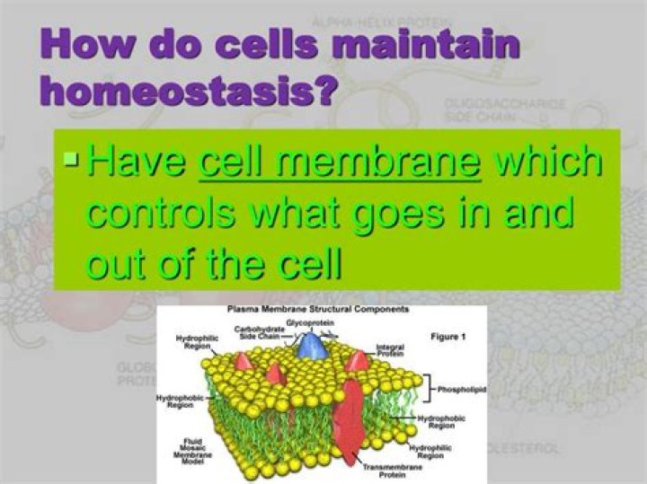 What do cells do to maintain homeostasis?