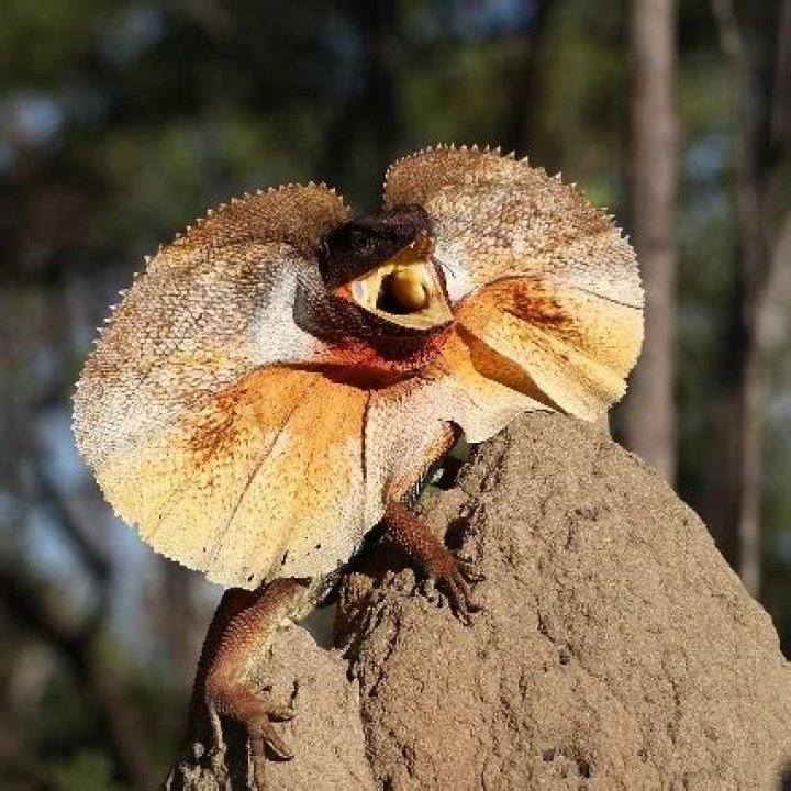 What do frilled lizards eat?