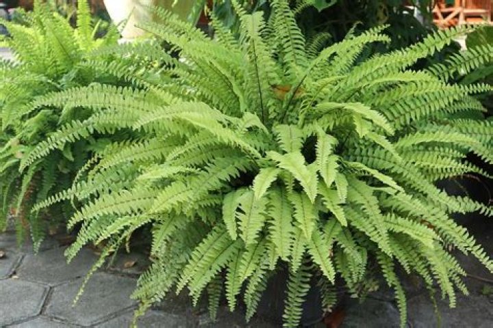 What does a lace fern look like?