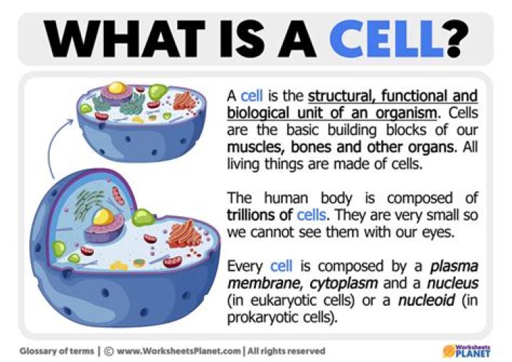 What does cell-permeant meaning?