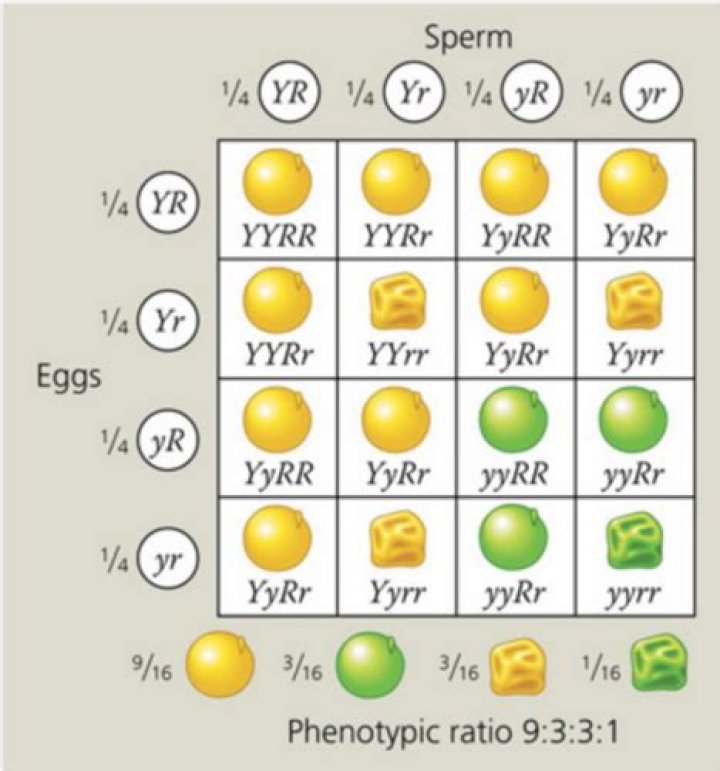 What does genotypically mean in biology?
