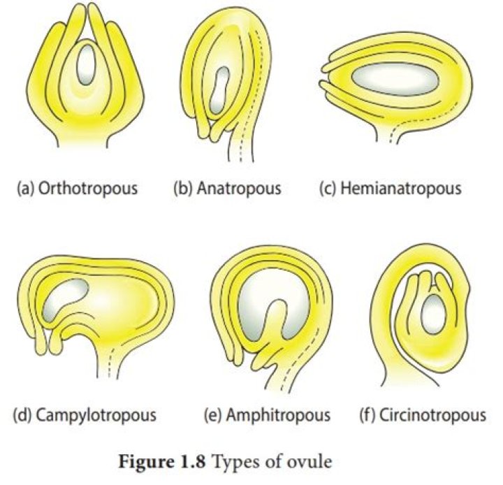 What does ovule mean?