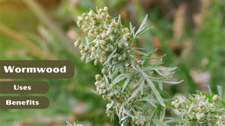 What does wormwood symbolize?
