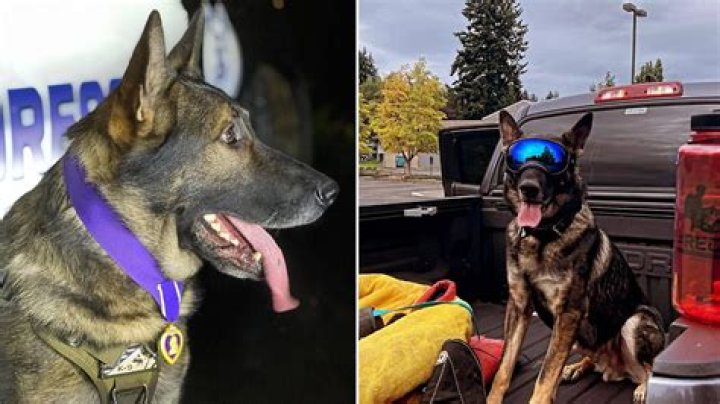 What Happened To k9 Arlo? Tiktok Star Story And Retired As A Police Dog After Two Fatal Gun Shots