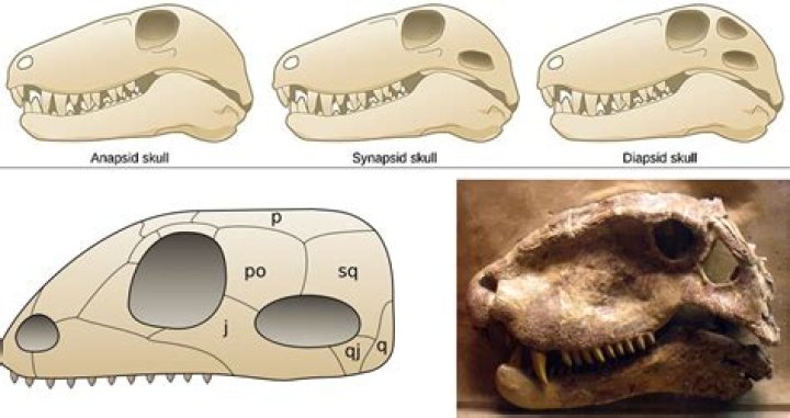 What is a diapsid skull?