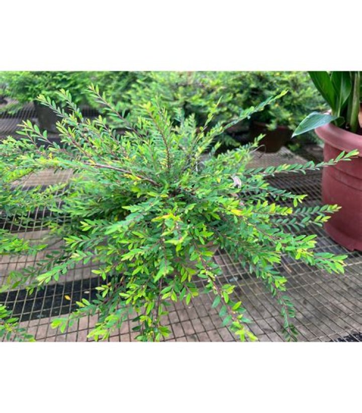 What is a mousetail plant?