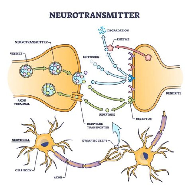 What is an example of an excitatory neurotransmitter?