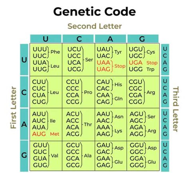 What is degeneracy of genetic code?