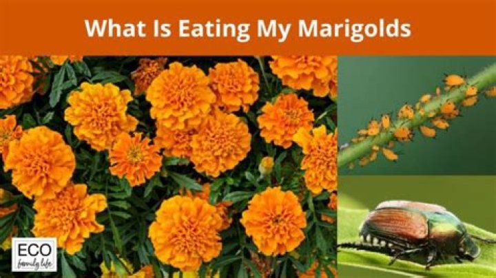 What is eating my marigolds?