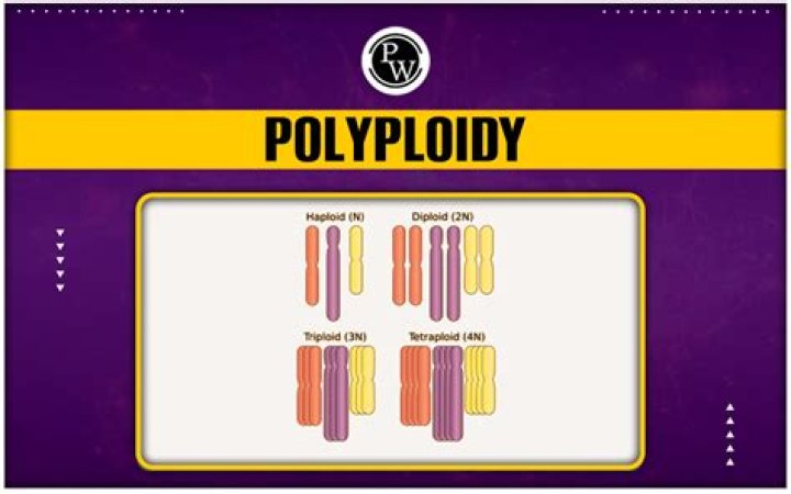 What is polyploidy quizlet?