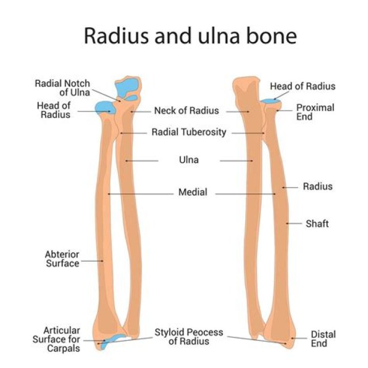 What is radio ulna?