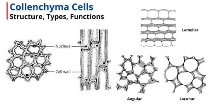 What is the function of collenchyma?
