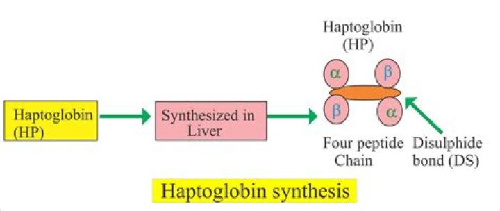 What is the function of haptoglobin?
