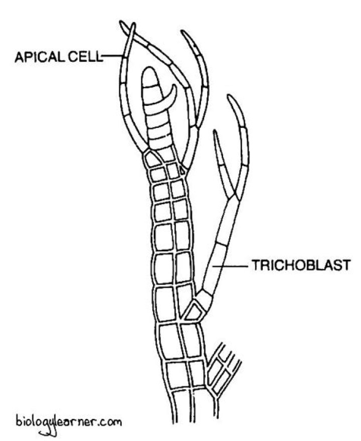 What is the function of trichoblast?