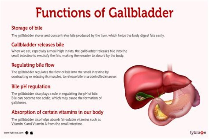 What is the gallbladders function?