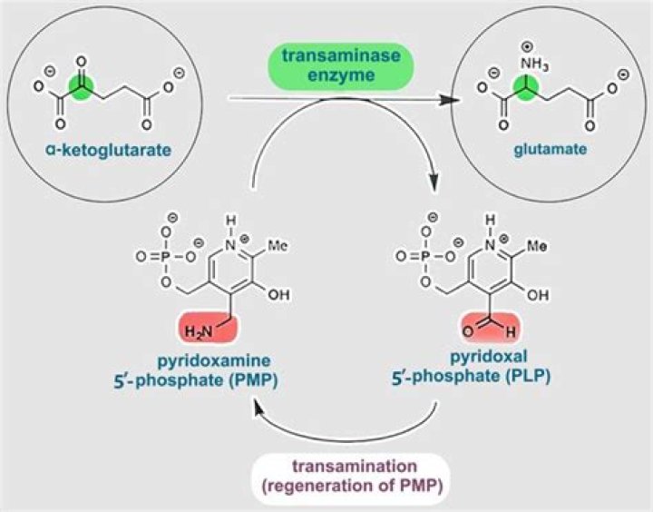 What is the role of pyridoxal phosphate in transamination?