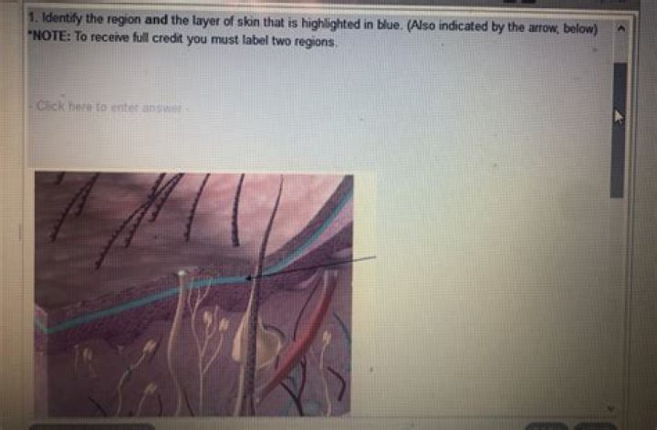 What is the vasculated area of the skin?