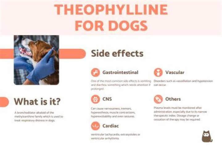 What is theophylline used for in dogs?