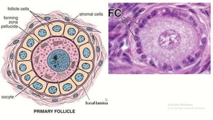 What is unilaminar primary follicle?