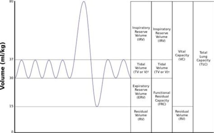 What is vital capacity?