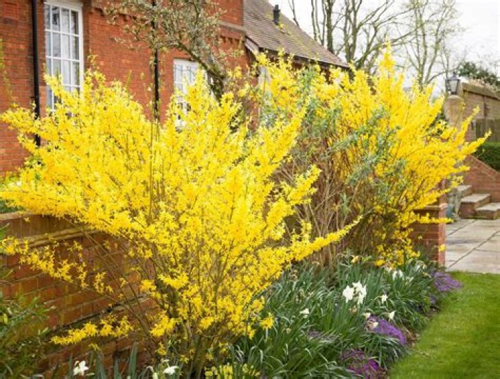 What kind of fertilizer for forsythia?