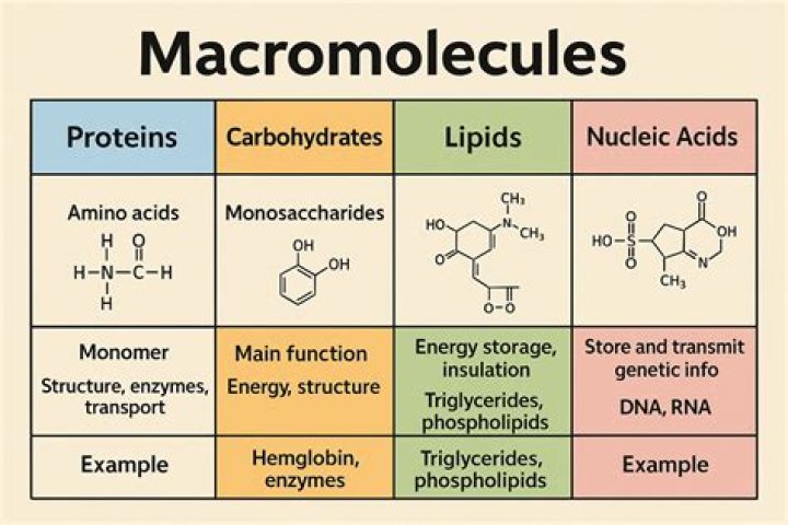 What macromolecules) are viruses made of?