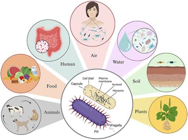 What seeks out pathogens?