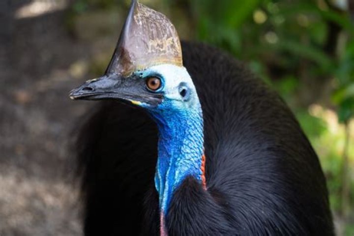 What to do if you see a cassowary?